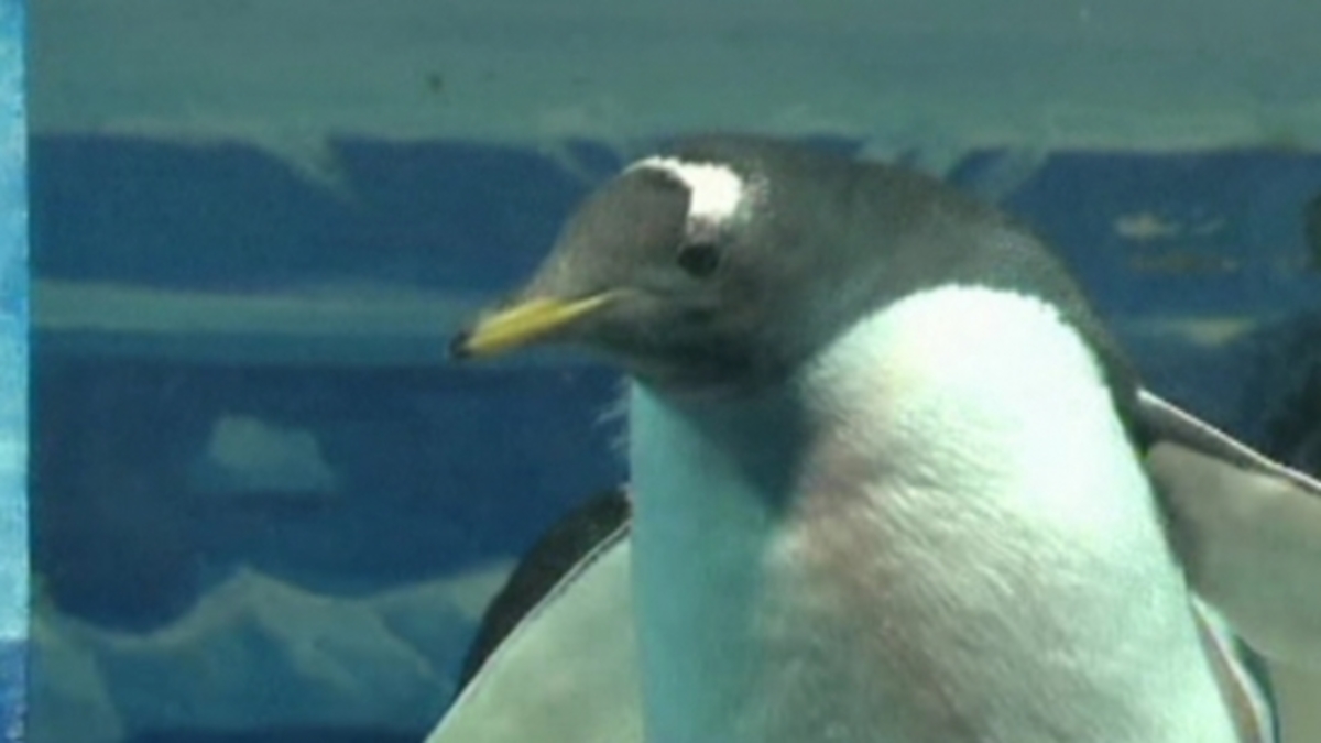 Pinguïn houdt niet van zwemmen