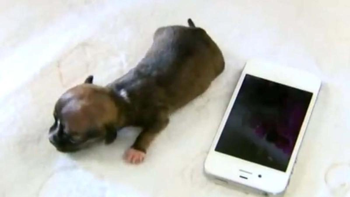 Kleinste puppy ter wereld?
