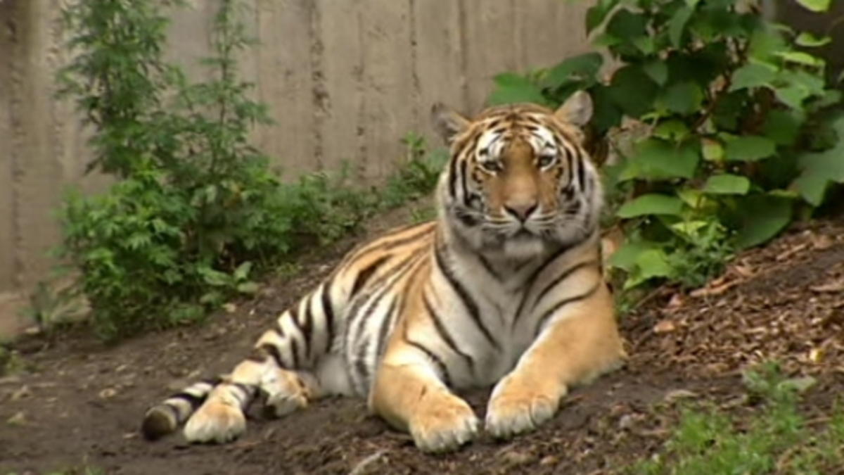 Tijgers doden man in dierentuin