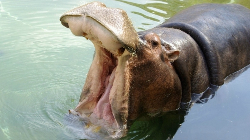 Oudste nijlpaard doodgegaan