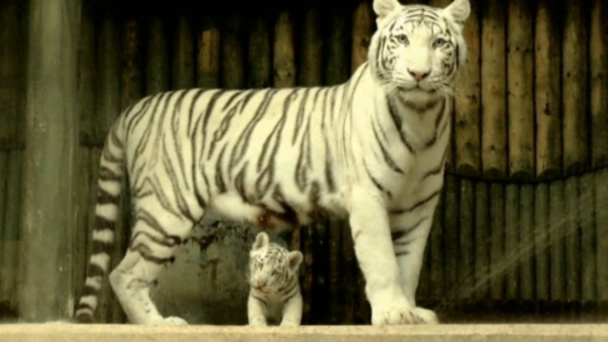 Zeldzame witte tijgers in dierentuin
