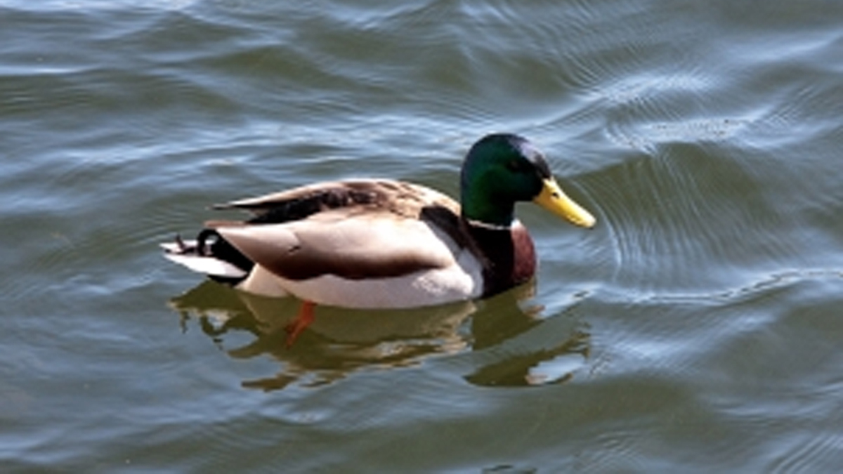 Eend mee naar rechtbank