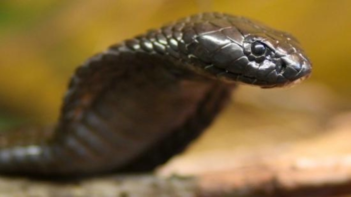 Slang gevonden in wasmachine