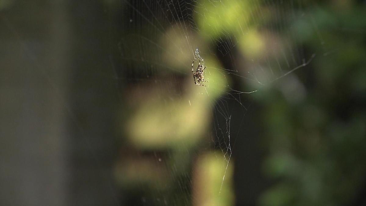 Zware tijd voor mensen die bang zijn voor spinnen