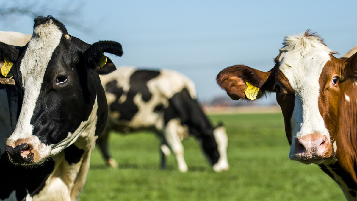 Indiaas koken voor koeien