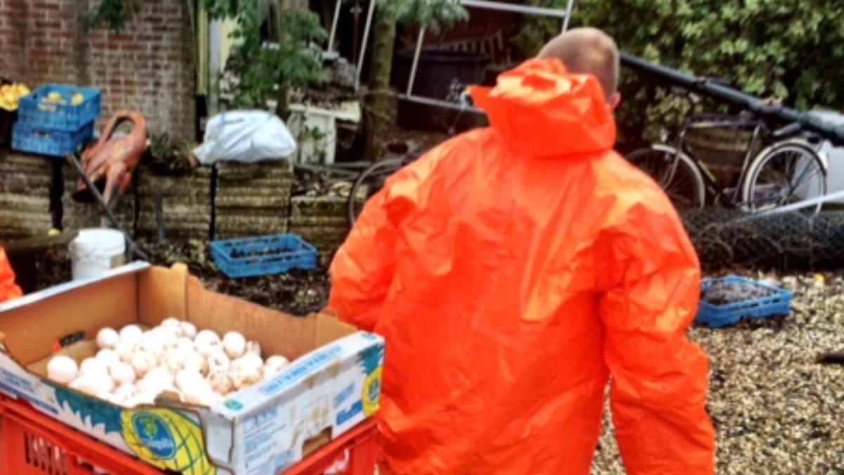 Vogelgriep is H5N8, niet al te gevaarlijk