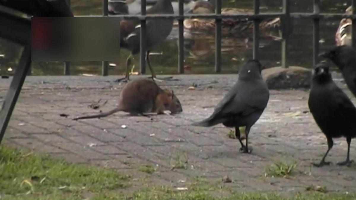 Ratten in het 
