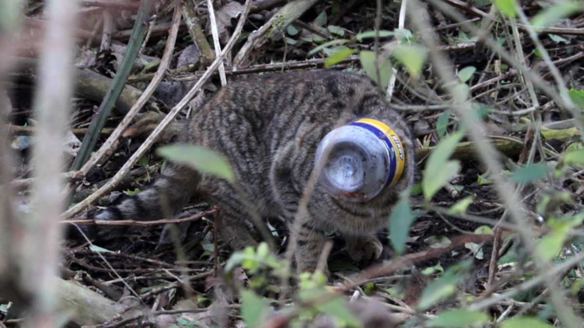 Zoektocht naar kat met potje op kop
