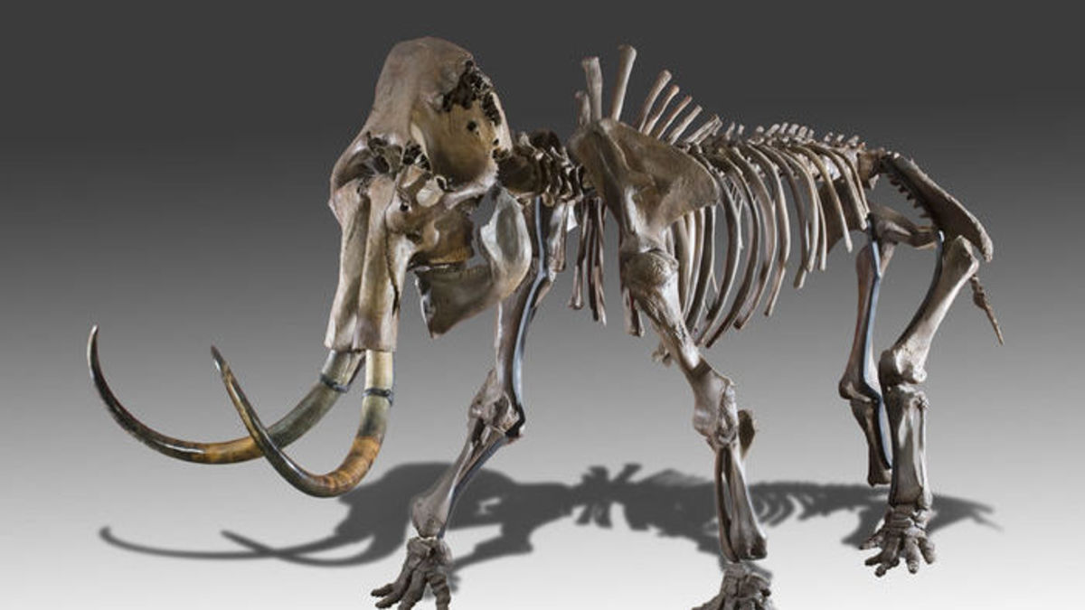 Mammoet te koop op veiling