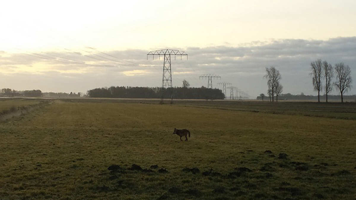 Wolf in Groningen wordt mogelijk verdoofd