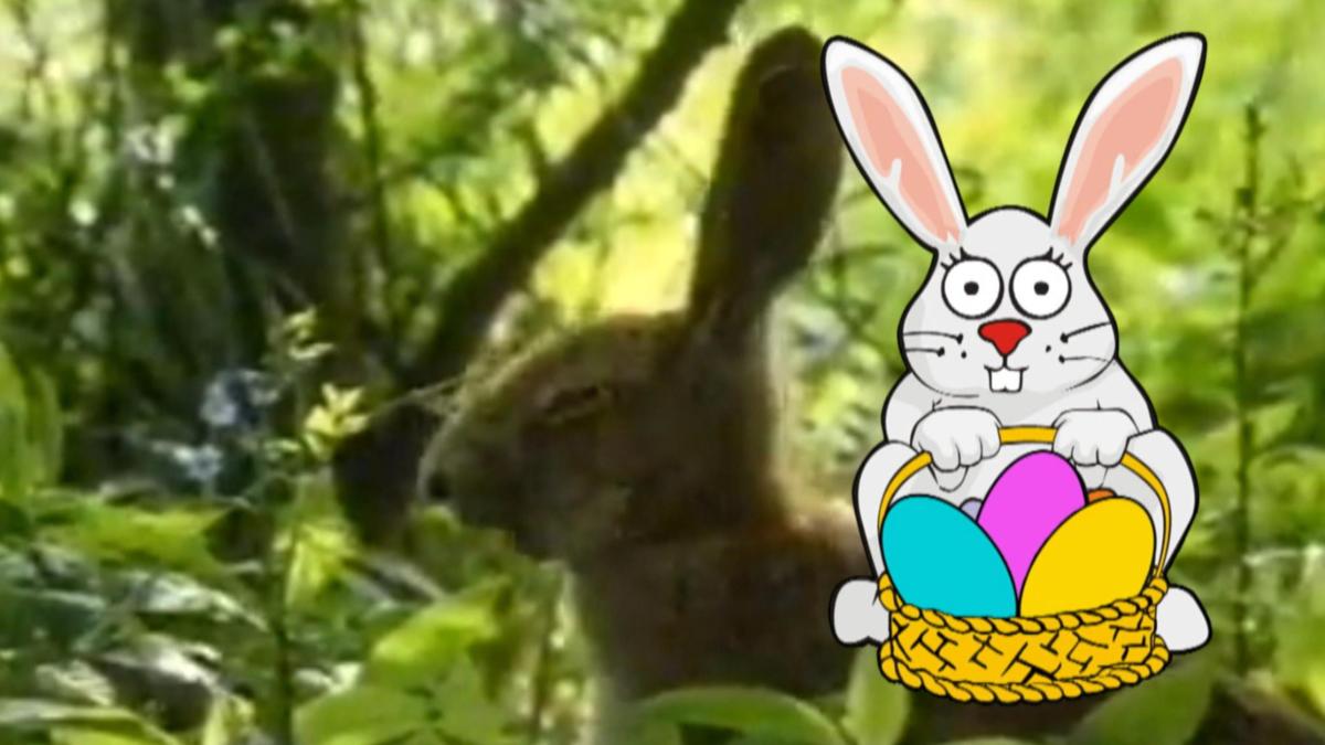 Waar komt de Paashaas vandaan?