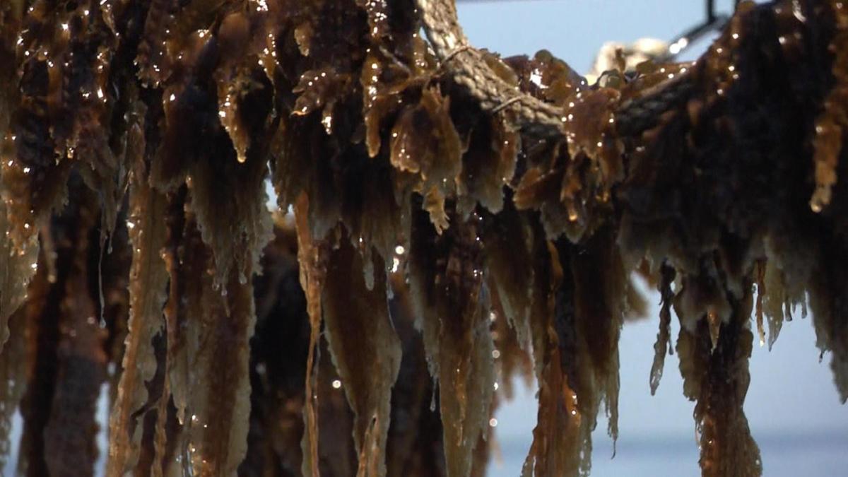 15 kilo zeewier in de Noordzee