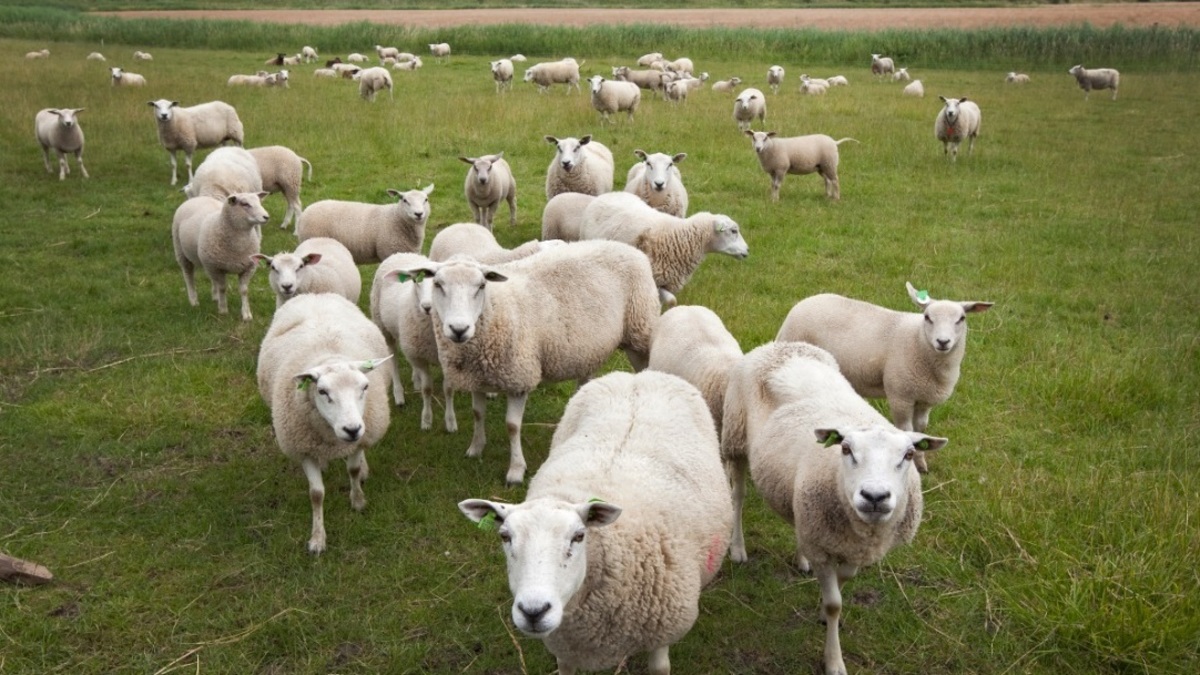 Honderd dode dieren op boerderij Oldelamer