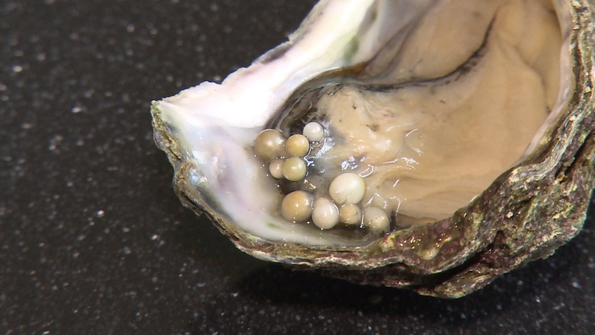 Geen 10, maar 21 parels in Zeeuwse oester Geen 10, maar 21 parels in Zeeuwse oester
