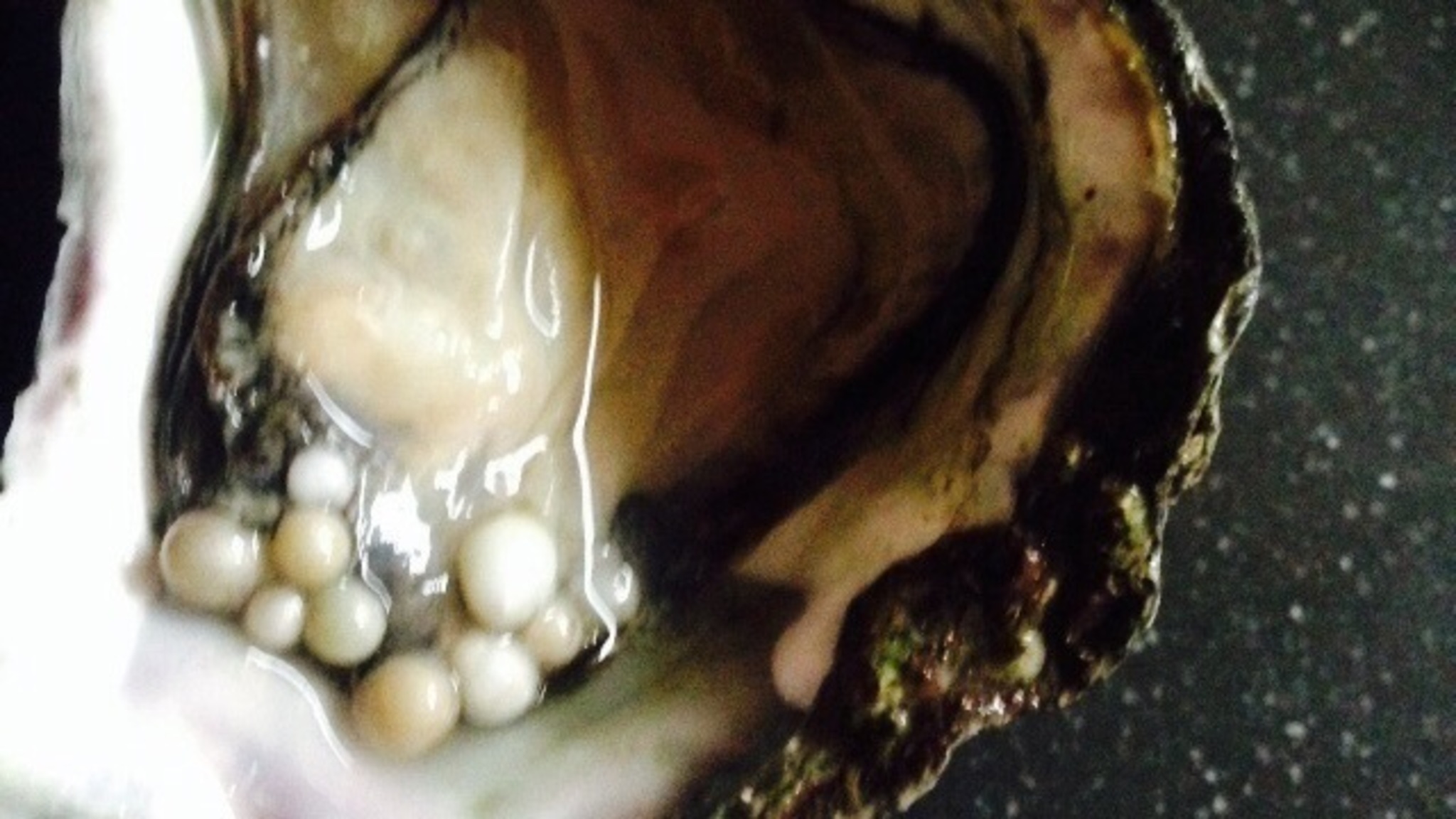 Geen 10, maar 21 parels in Zeeuwse oester NOS Geen 10, maar 21 parels in Zeeuwse oester NOS