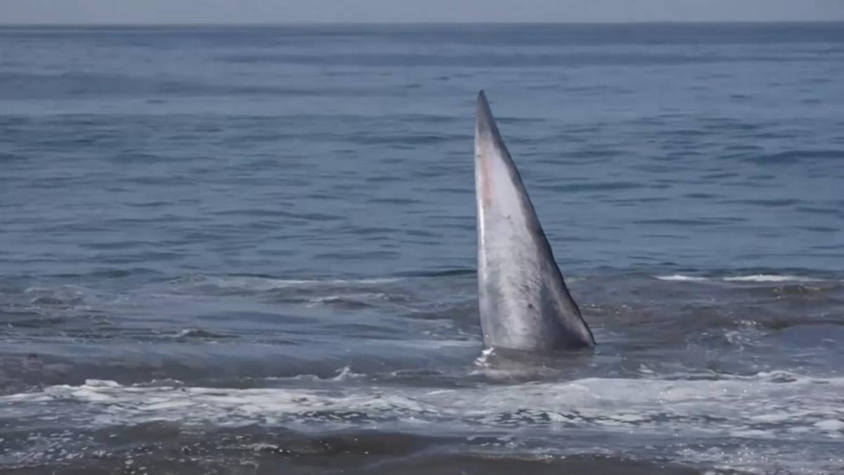 Gestrande walvis gered in Chili