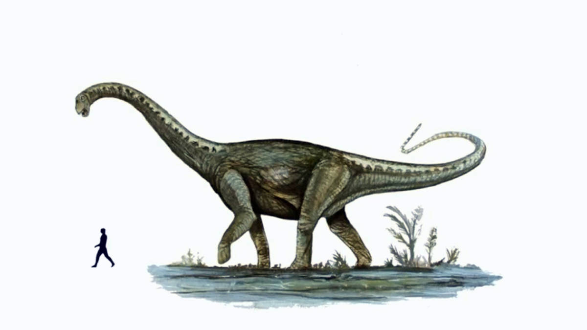 Resten van de 'grootste dinosaurus ooit' ontdekt Resten van de 'grootste dinosaurus ooit' ontdekt