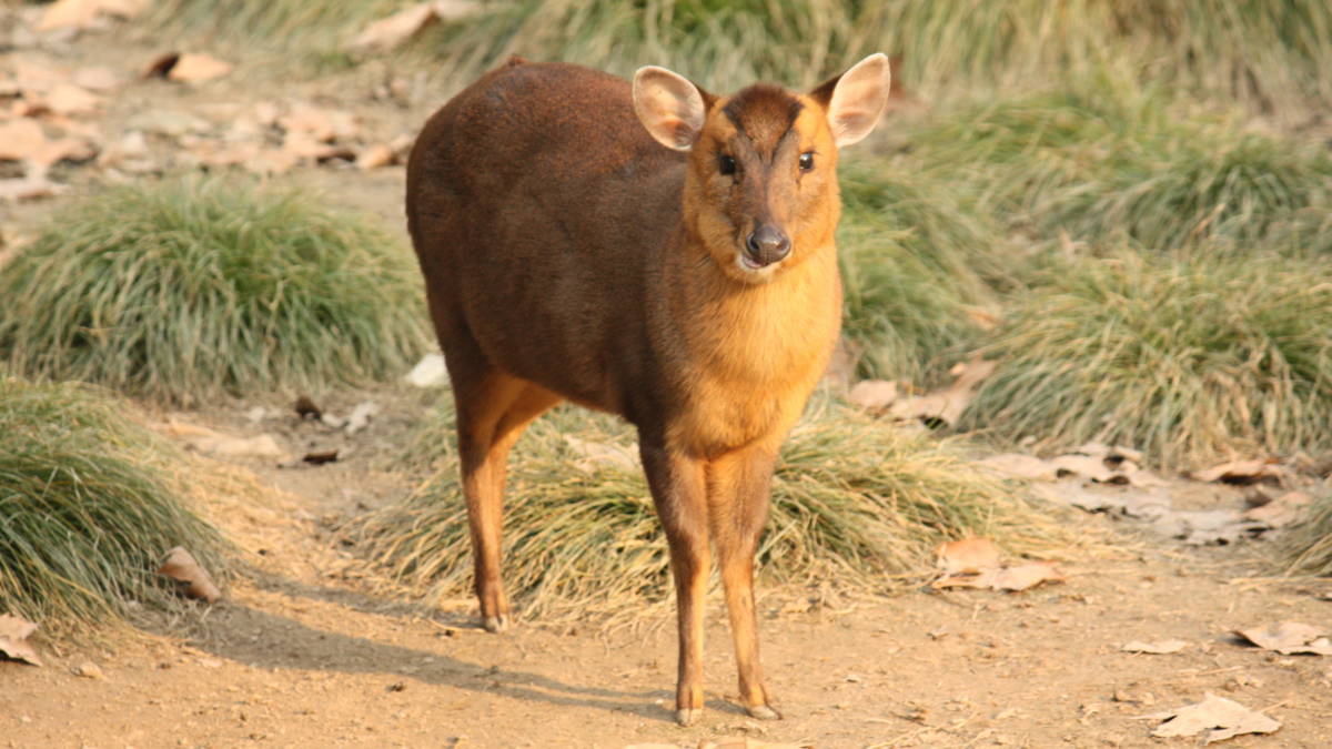 Muntjak mogelijke bedreiging voor Brabantse natuur