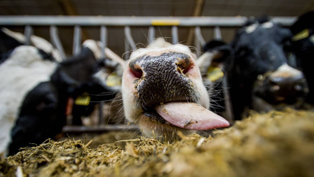 Nederlandse Koe Produceert Melkrecord Nos
