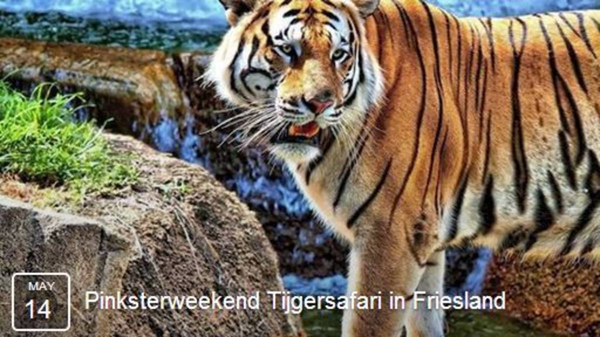 'Een geitje? Joh, wij hebben tijgers!'
