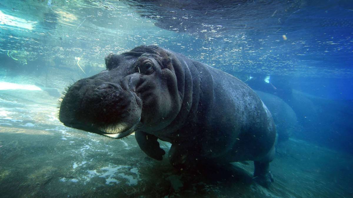 Problemen poepende nijlpaarden Wildlands opgelost