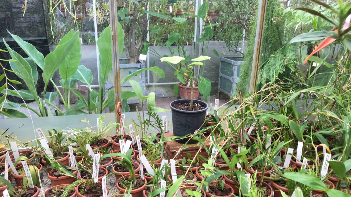 De Gympie Gympie, de pijnlijkste plant van het land NOS