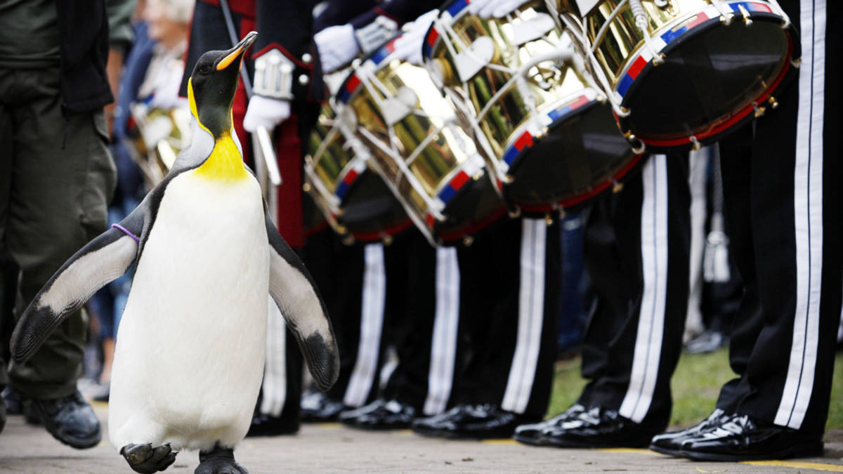 schotse-pingu-n-wordt-generaal-in-noors-leger