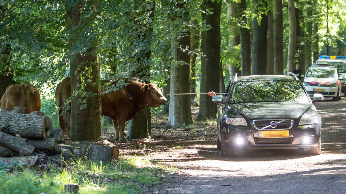 Ontsnapte stieren afgemaakt in Lage Vuursche