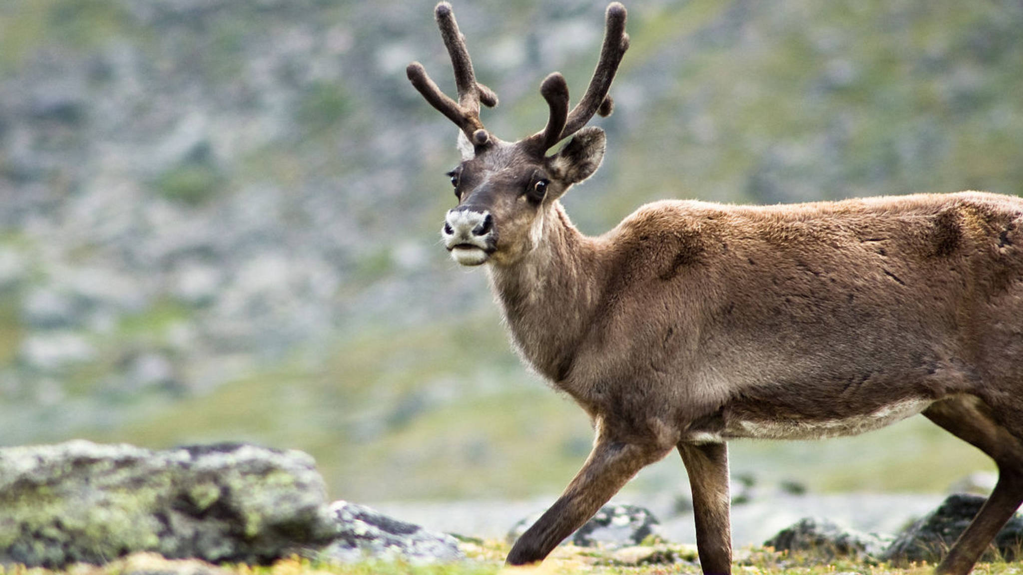 Олени занесены в красную. Олени на севере. Северный олень Мурманской области. Дикие животные Мурманск. Северный олень Мурманской области красная книга.