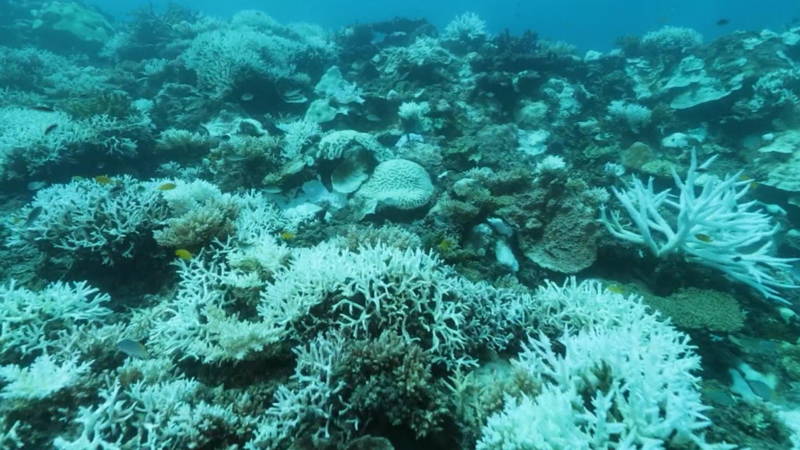 Kleurrijk koraal in Japan verbleekt | NOS Jeugdjournaal