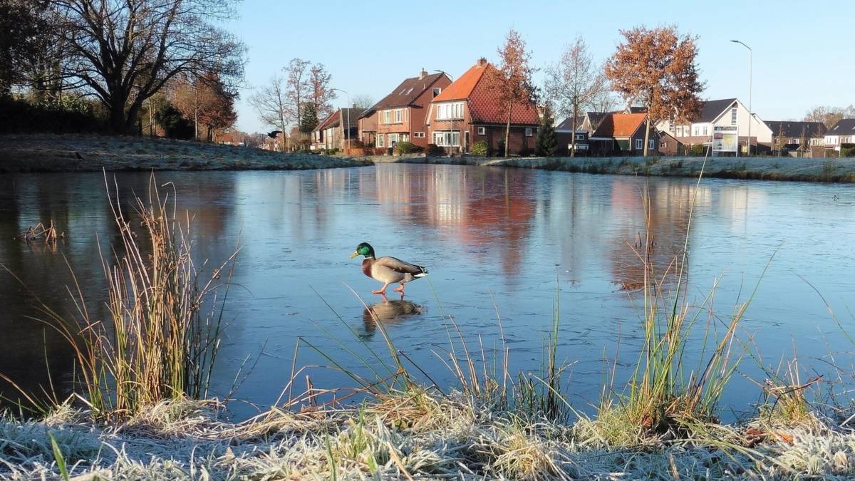 Vannacht wordt het heel koud, en dat zijn we niet meer gewend