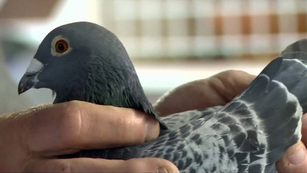 Belgische Duivenmelkers Houd Je Duiven Binnen Nos