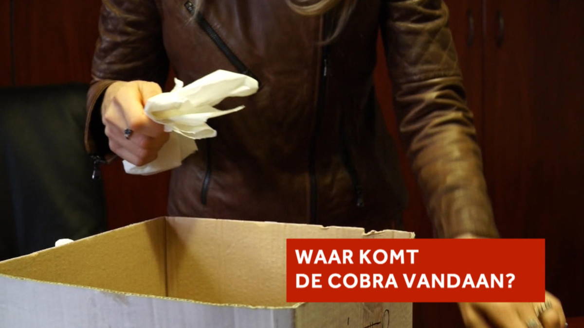 Waar komen de Cobra's vandaan? Waar komen de Cobra's vandaan?
