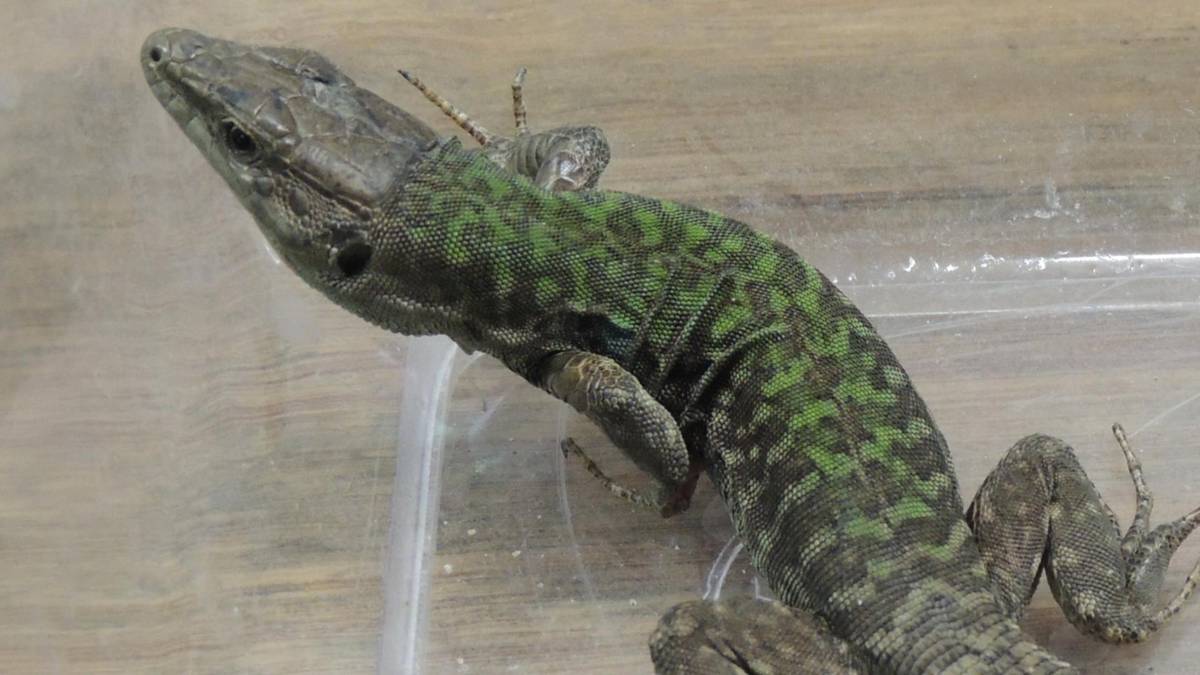 Man koopt zak gemengde veldsla, met hagedis