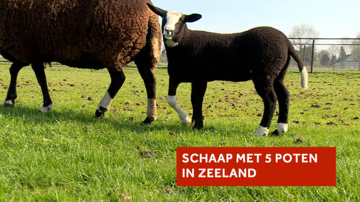Schaap met vijf poten geboren