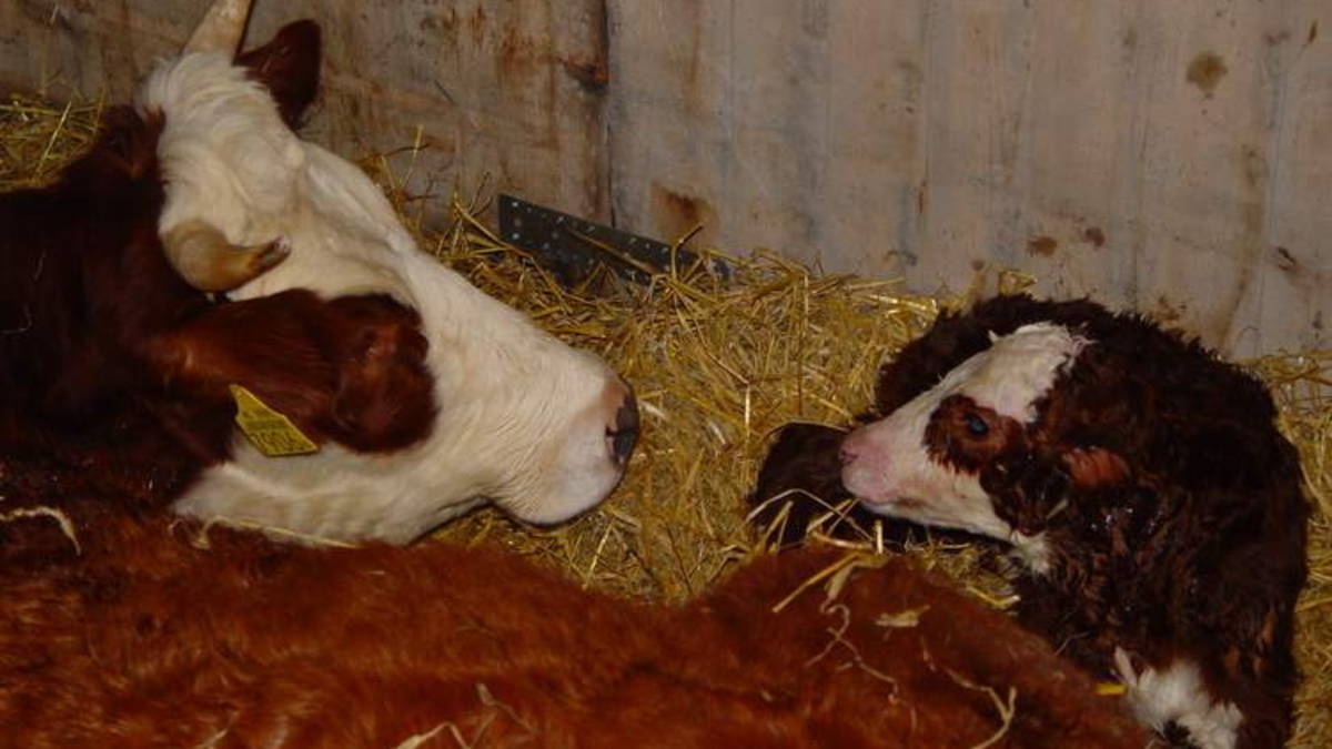 Groninger blaarkop is gered, zij het alleen in 2017