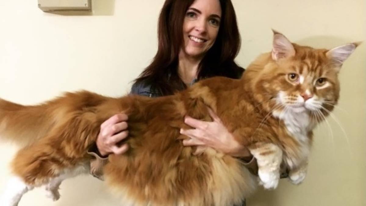 Omar is de grootste kat ter wereld