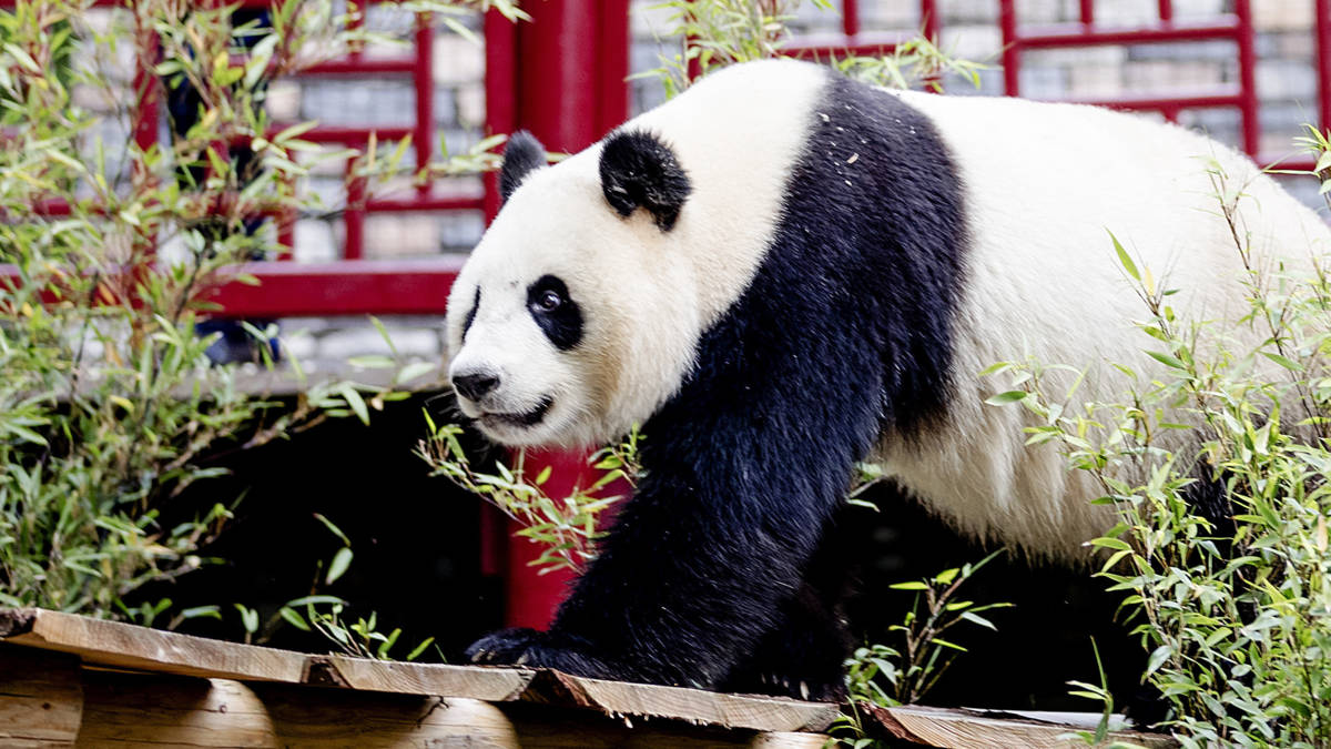 'Nederlandse panda's' voor het eerst naar buiten