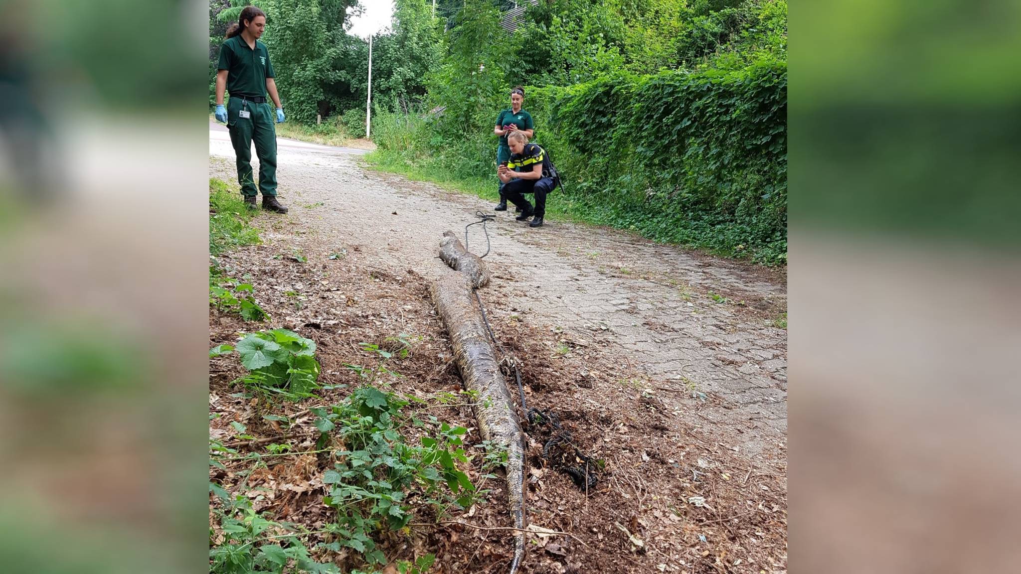 enorme tijgerpython in oosterbeek stelt experts voor... Enorme tijgerpython in Oosterbeek stelt experts voor raadsel | NOS