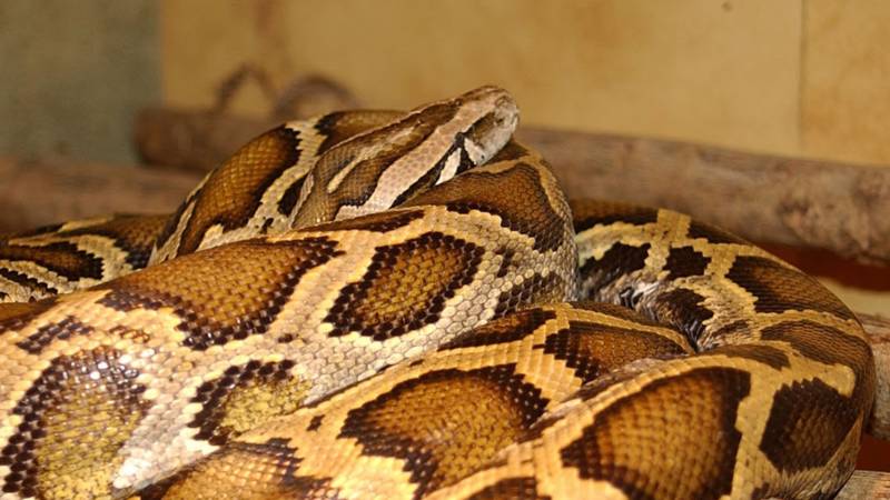 enorme tijgerpython in oosterbeek stelt experts voor... Enorme tijgerpython in Oosterbeek stelt experts voor raadsel | NOS