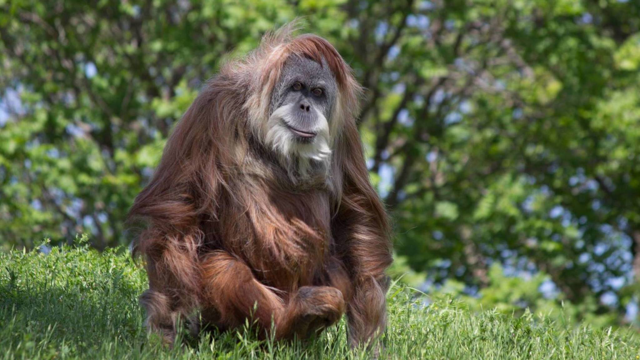 Dierentuin viert 50e verjaardag van orang-oetan | NOS