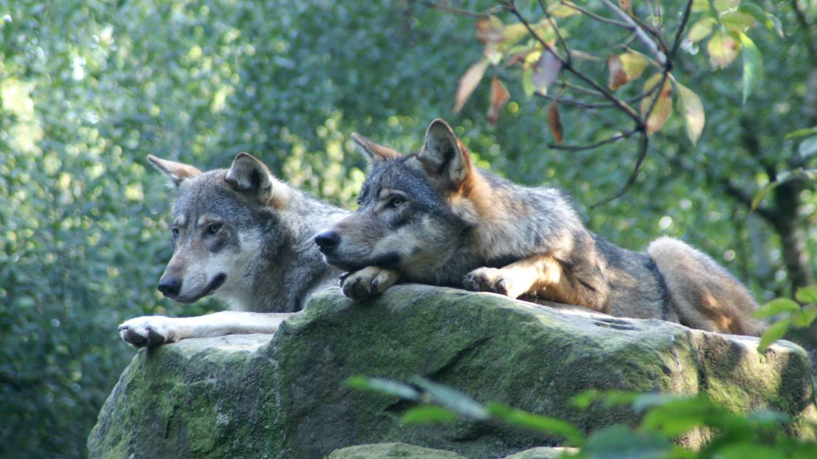 Schaapherders in Duitsland worstelen met aanvallen door wolven NOS