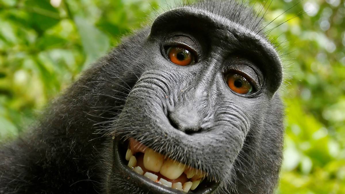Krijgt deze makaak-aap alsnog het auteursrecht op zijn selfie?