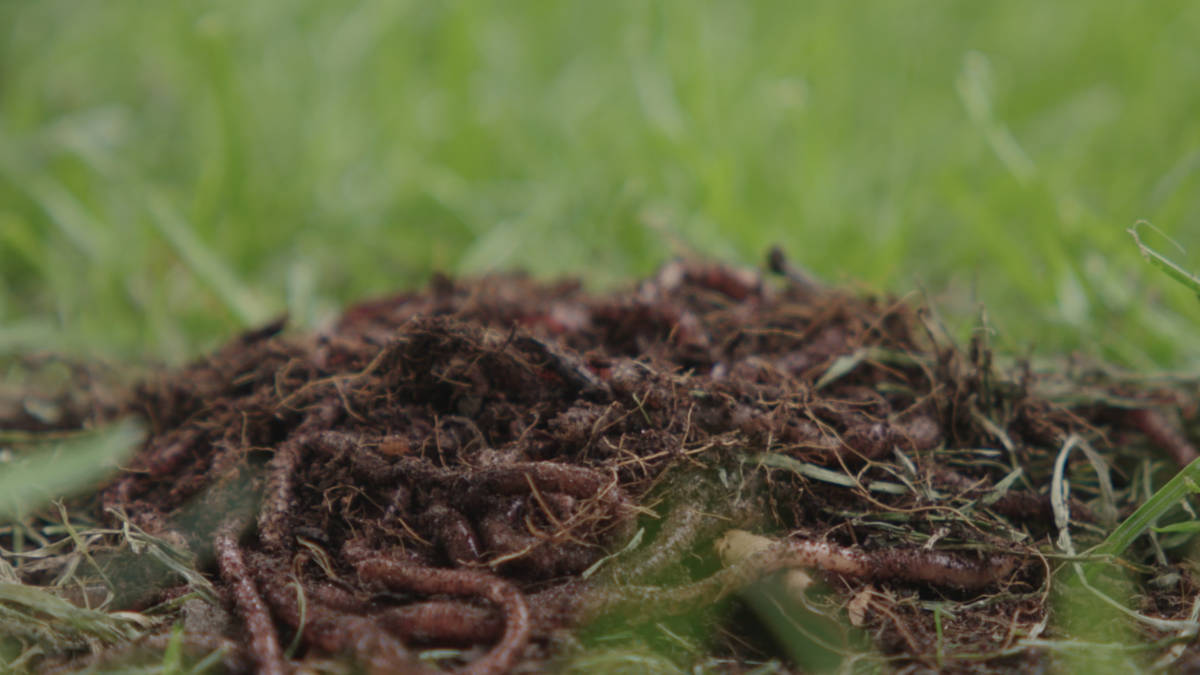 20.000 regenwormen helpen op dit festival tegen wateroverlast
