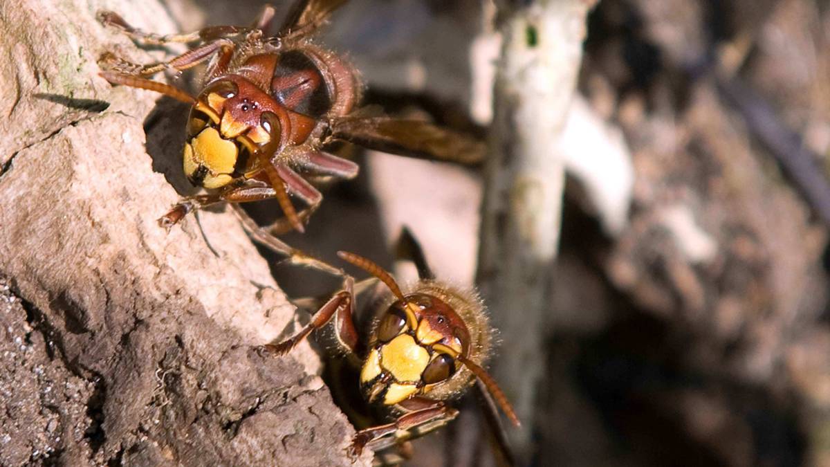 Zeeland ruimt nest Aziatische hoornaar