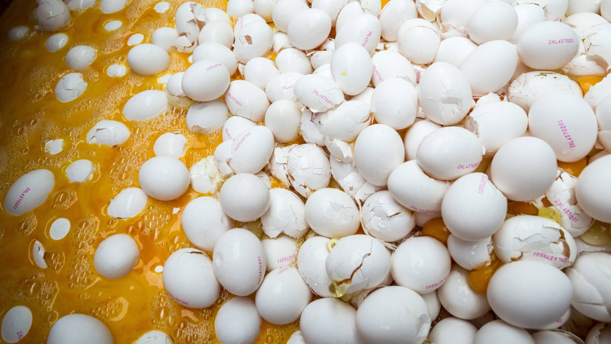 Twentse kippenboer moet opnieuw zijn 3000 kippen laten afmaken