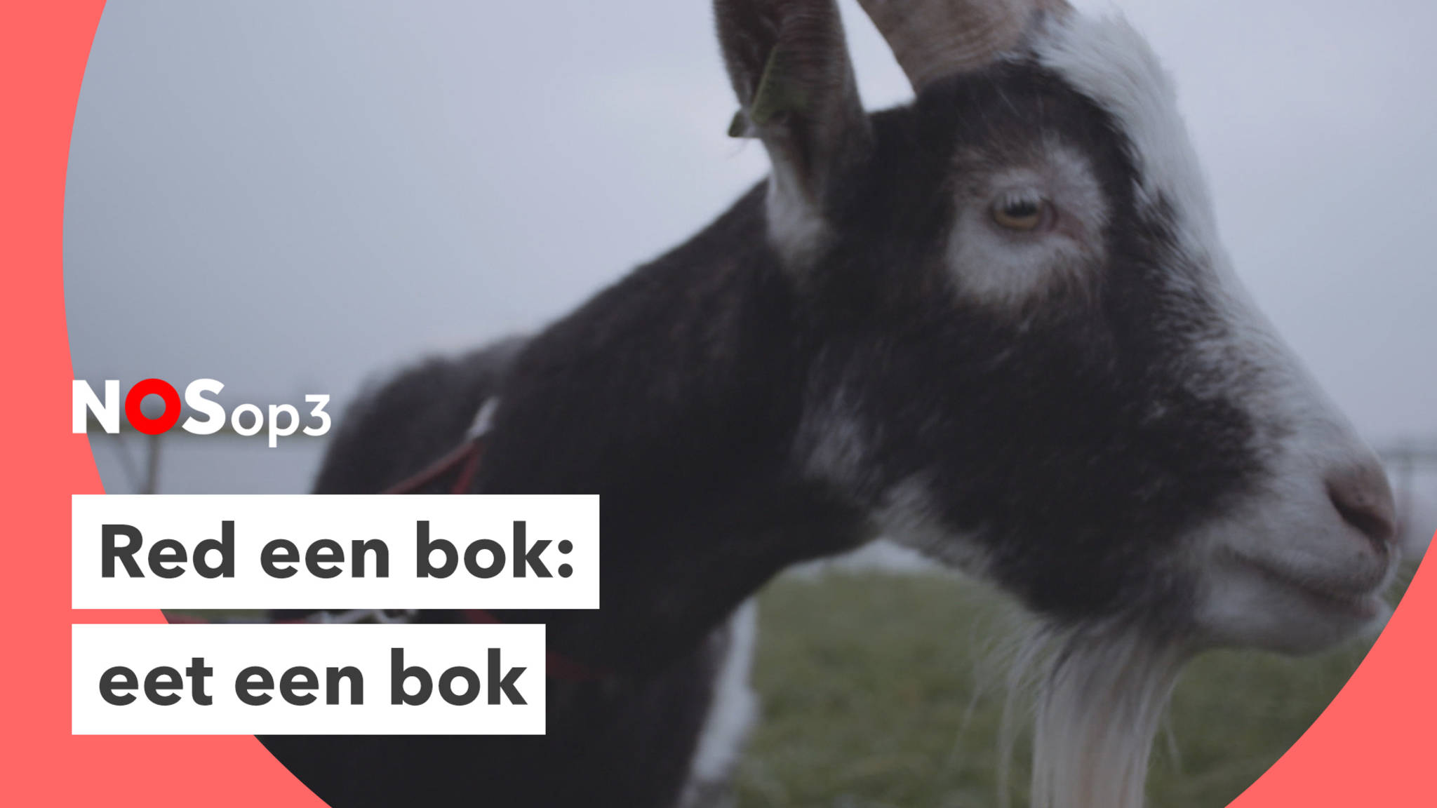 Red een bok eet een bok NOS Red een bok eet een bok NOS