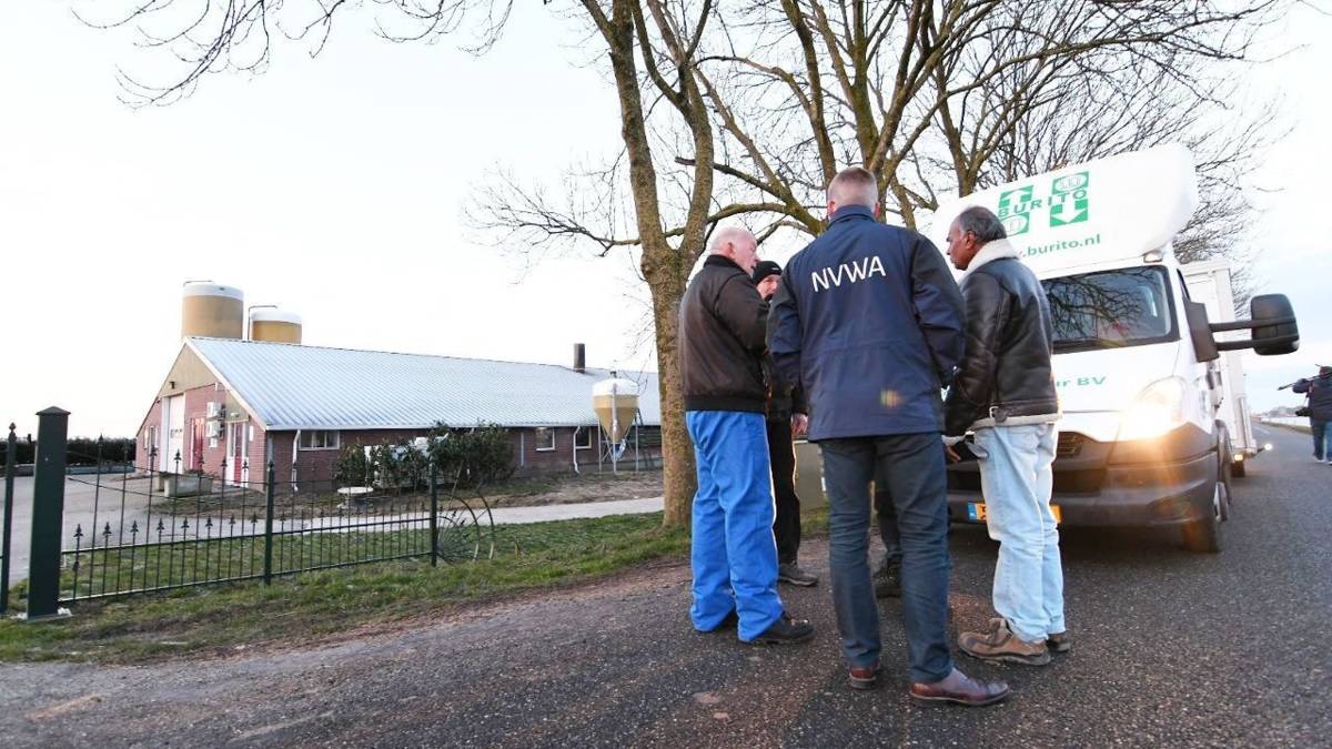 Pluimveebedrijf in Oldekerk geruimd om uitbraak vogelgriep