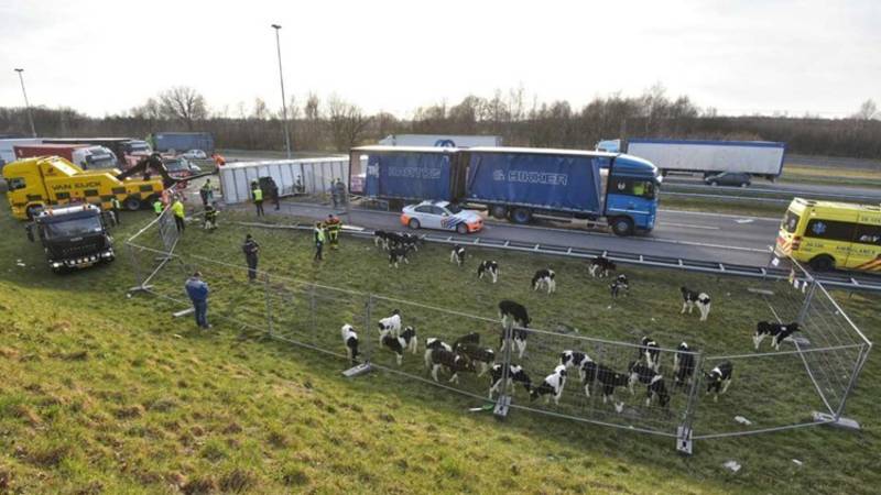 Meer dan 100 kalfjes dood bij ongeluk met veewagen op A16. Meer dan 100 kalfjes dood bij ongeluk met veewagen op A16.