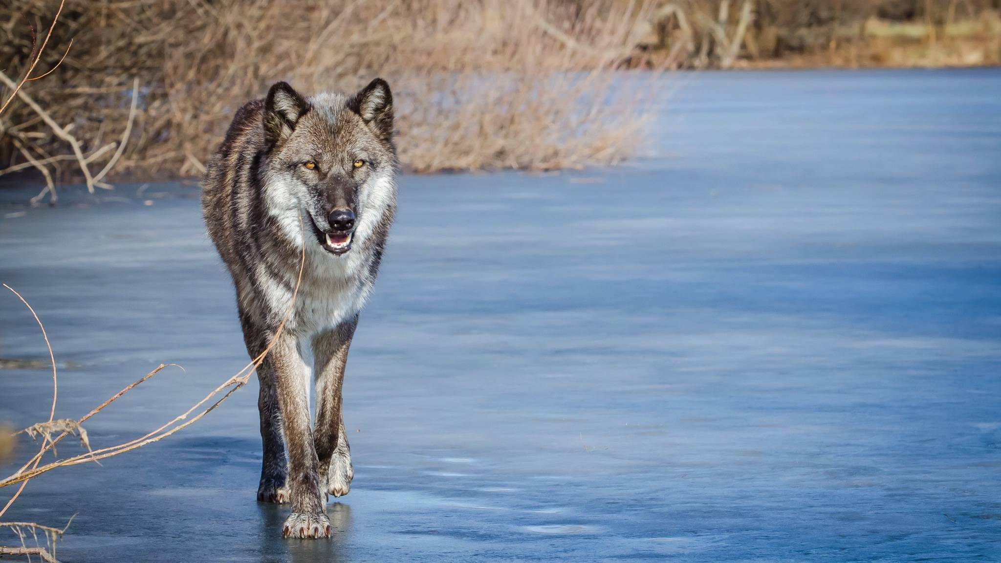 Dierenpoppen, realistische schapen wolfpop, zachte pluche handpoppen om te spelen en verhalen over wolf en lam te vertellen